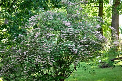 Kolkwitzia amabilis - kolkwitzie krásná - kvetoucí habitus